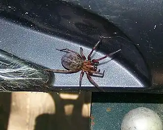 C.&nbsp;medicinalis