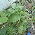 Whole plant with fruit
