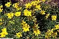 Coreopsis verticillata