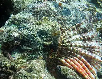 Titan scorpionfish