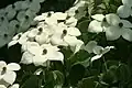 C. kousa flowers