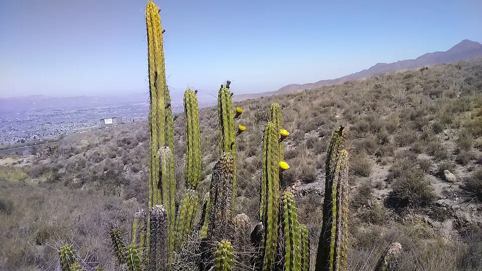 Blooming plant in Cerro Colorado, Peru