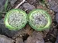 Fruit cross section