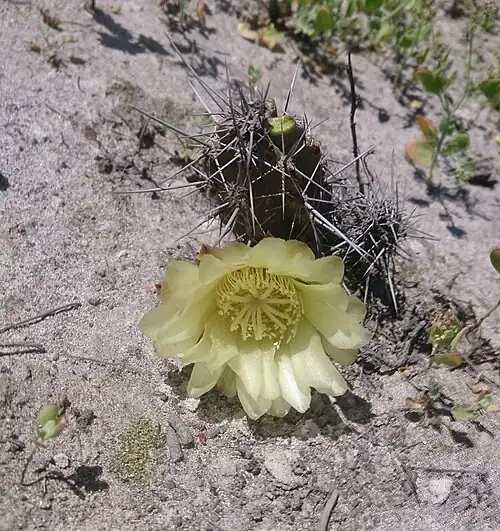 Plant growing in habitat in Matarani, Peru
