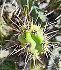 Closeup of spines