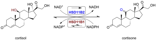 Cortisol-cortisone equilibrium