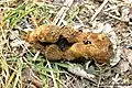 Ants gathered in the void in an exposed tuber, seemingly as attracted by odour of tuber as by that of seed elaiosome.