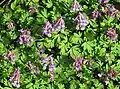 Corydalis solida