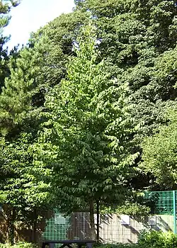 A young Turkish hazel showing the narrow conical crown