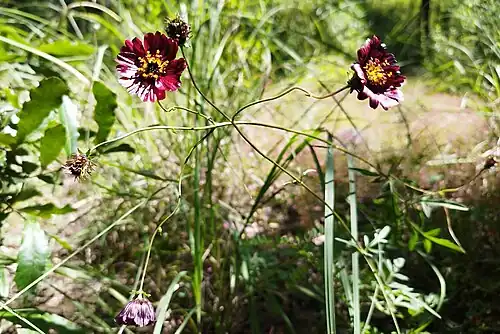 C. scabiosoides in Puebla, Mexico