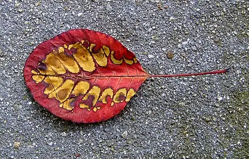 Autumn leaf