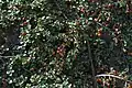 Creeping cotoneaster (Cotoneaster adpressus)