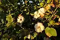 cotton plant