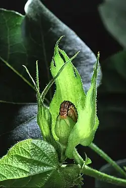 Cotton bullworm