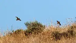 Common quail, Cuntis, Galicia