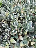 Var. oophylla has round, white, pruinose leaves.
