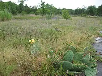 Limestone glade in the Inner Nashville Basin, Tennessee