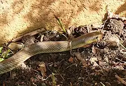 front portion of a snake on a soil border by a wall; the snake is olive-coloured above and yellow below