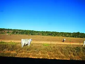 Cattle in Broughton