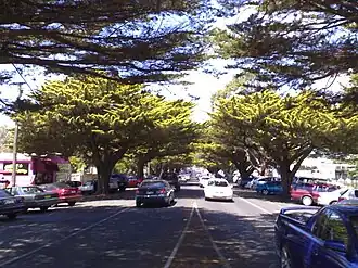 Golden Cypress trees on Thompson Avenue