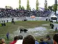 Cow fight in the amphitheater