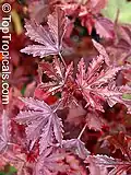 H. acetosella leaves