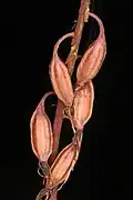 Orchid fruits are capsules, here of Tipularia discolor.