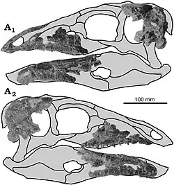 Skull of Giffen the Stegosaurus