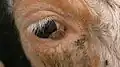 On third eyelid, papilloma-like (see hairs)