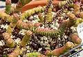 Crassula rupestris ssp. marnieriana - University of California Botanical Garden, Berkeley, California