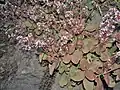 Blushed leaves