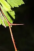 Straight, stout thorns are one to two centimeters long.[10]