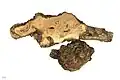 Museum specimen - wood
