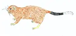 Drawing of brown and white rat