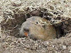Brown gopher