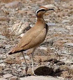 Adult C. c. cursor in Dibba, United Arab Emirates