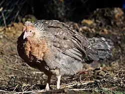 a lead-grey hen with rust-coloured feathers on head and breast