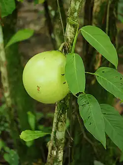 the bottle gourd