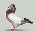 Blue varless Crested Soultz