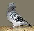 Blue check Crested Soultz