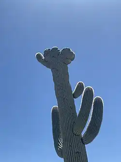 A crested saguaro