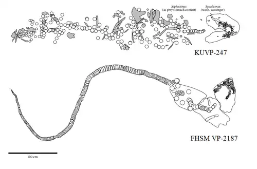 Interpretive drawings of two C. mantelli shark fossils