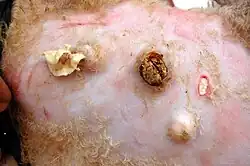 Caseous lymphadenitis