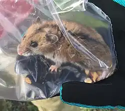 Brown hamster in bag