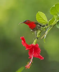 male Feeding on Hibiscus sp.