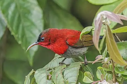 typical side view of male