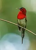 Image 21The crimson sunbird (Aethopyga siparaja) is a species of bird native in Bangladesh. The pictured specimen was photographed at Modhutila Eco-Park in Sherpur District. Photo Credit: Masud Rana