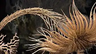 Unidentified Isocrinid