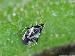 Criocoris quadrimaculatus