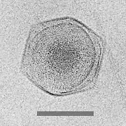 Cryo-EM image of the CroV giant marine virus (scale bar represents 200&nbsp;nm)[63]